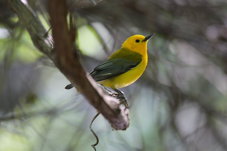 Biodiversity