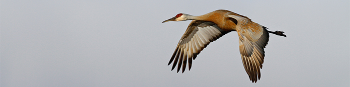 crane 700.jpg