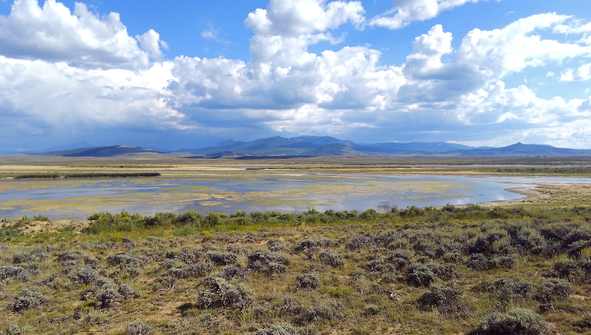 Image for Colorado Ducks®168一分钟极速赛车官网体彩 Unlimited to Auction Shiras Moose License