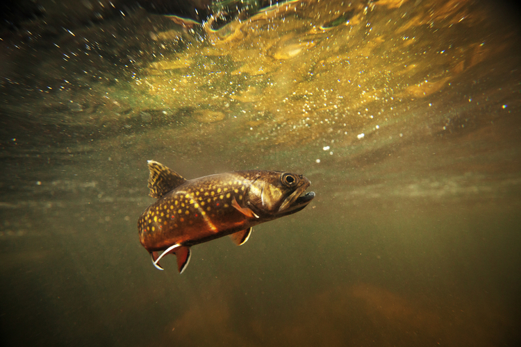 Fish