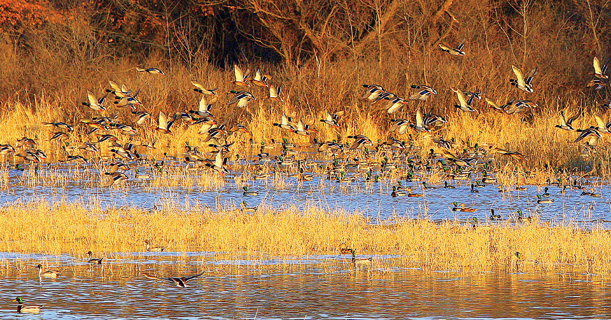 Image for Waterfowler's World: Setting the Table