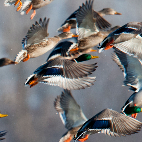 Waterfowl
