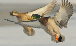 Two ducks flying